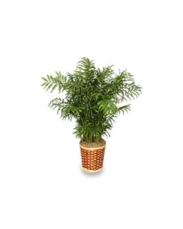 Parlor Palm Plant