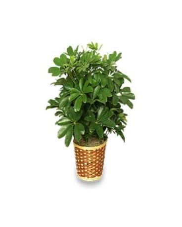 Dwarf Schefflera