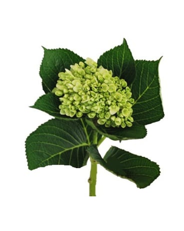 Green Hydrangea (Mini)