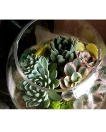 Succulent Bowl