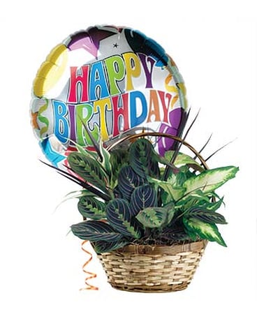Birthday Dish Garden with Mylar Balloon