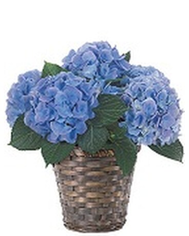 Potted Blue Hydrangea