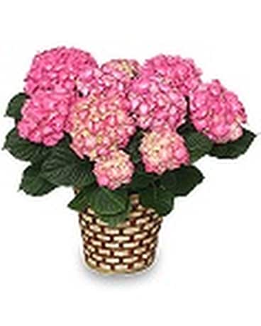 Potted Pink Hydrangea
