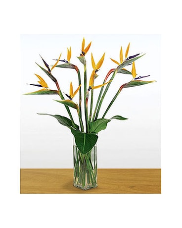 Bird of Paradise