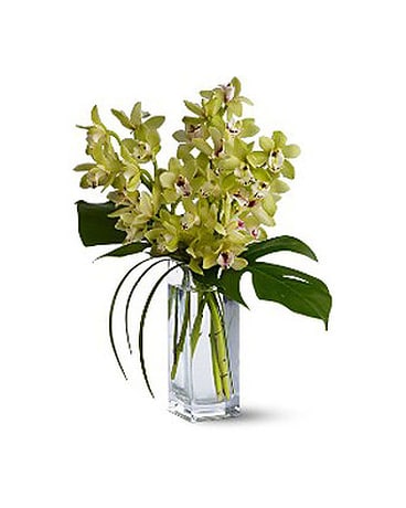 Chid Elegance