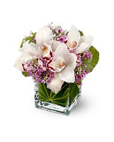 Lovely Orchids