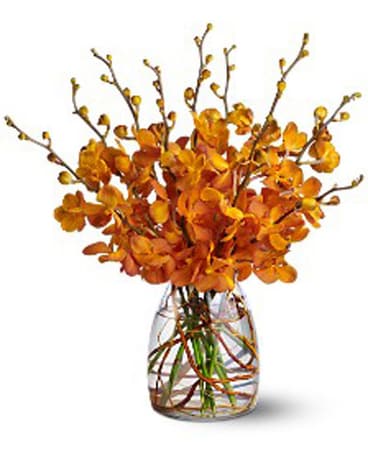 Orchid Embers