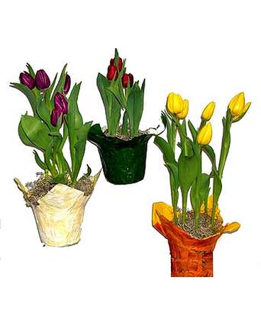 Cemetery Palm Sunday Delivery Brooklyn Ny David Shannon Florist Quick View Tulip Plant