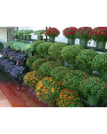 Shannon S Garden Center Delivery Brooklyn Ny David Shannon