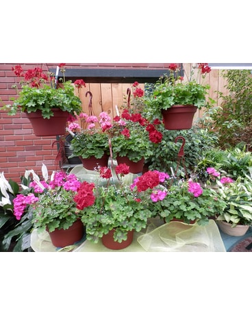 Semi-Hanging Geraniums