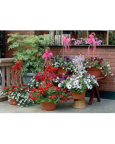 Combo Hanging Basket of Annuals