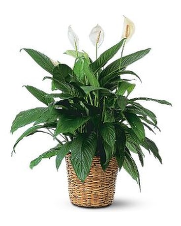 Peace Lily Flower Arrangement