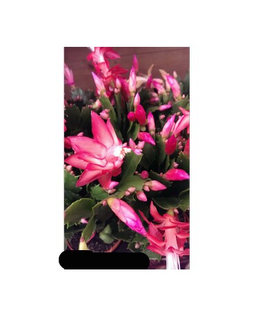 Merry Christmas Cactus Flower Arrangement