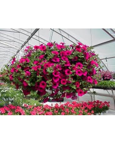 HANGING BASKET FROM OUR GREENHOUSE