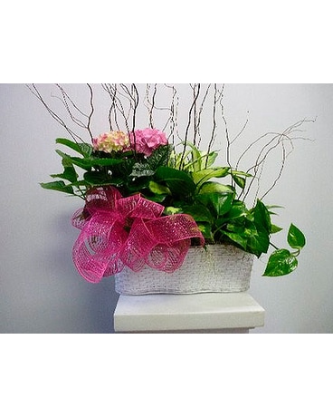 3 Plant Basket