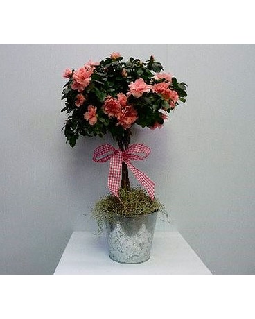 Azalea Topiary Flower Arrangement