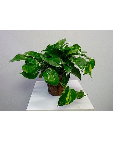 Pocus Vine Plant