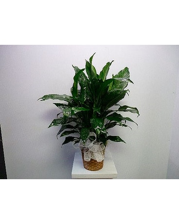Large Peace Lily Flower Arrangement