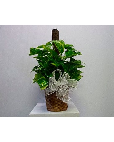 Pocus Poll PLant