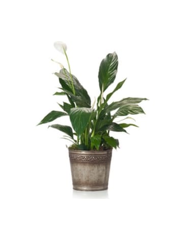 Buds and Blooms Peace Lily in Metal Pot
