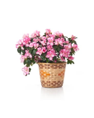 Buds and Blooms Azalea in a Basket