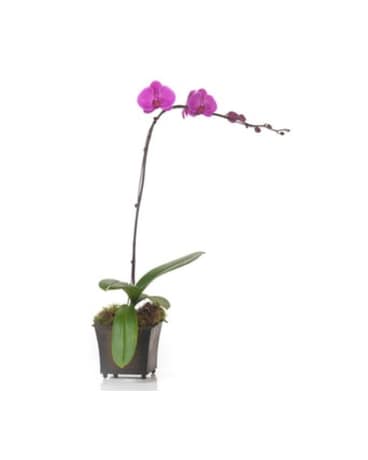 Buds and Blooms Orchid Plant