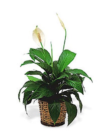 Peace Lily In Moline Il K Nees Florists