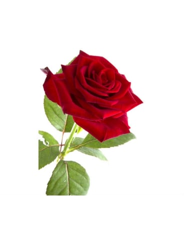1 Doz long stem red roses in a box