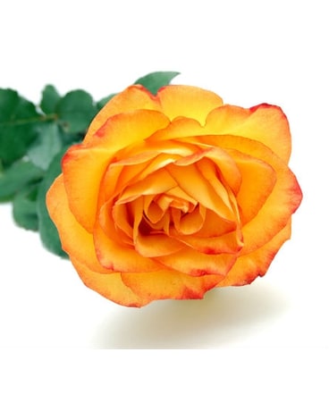 1 Doz Long stem colored roses in gift box