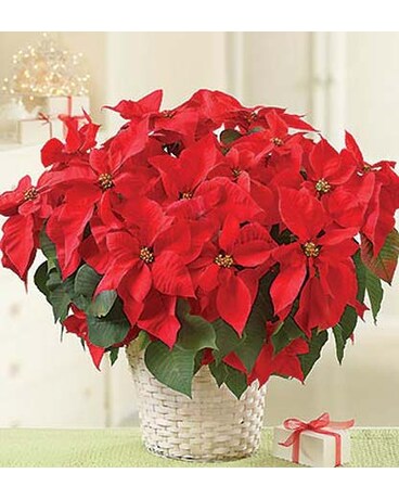 Poinsettia Plant - Large