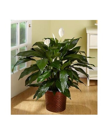 Spathiphyllum Plant 10 inch pot MF101082