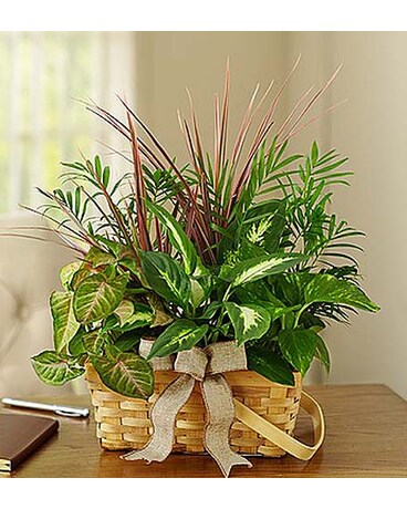 Classic Dish Garden - #MF1890M