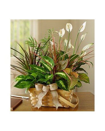 Classic Dish Garden for Sympathy - Large MF3999L