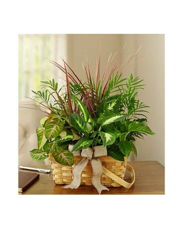 Classic Dish Garden for Sympathy - Medium MF3999M