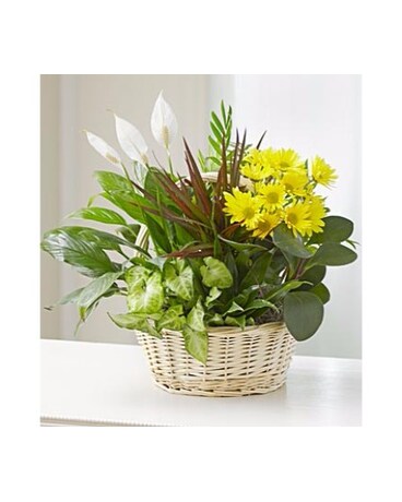 Dish Garden & Fresh Cut Flowers - Large MF4214L
