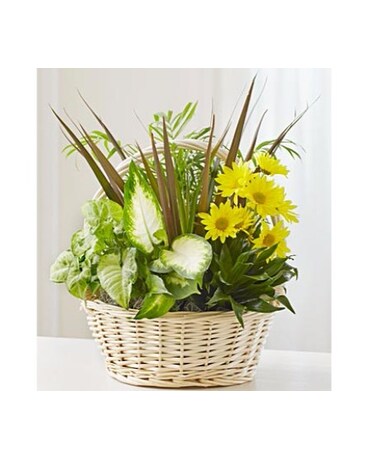 Dish Garden & Fresh Cut Flowers  - Medium MF4214M