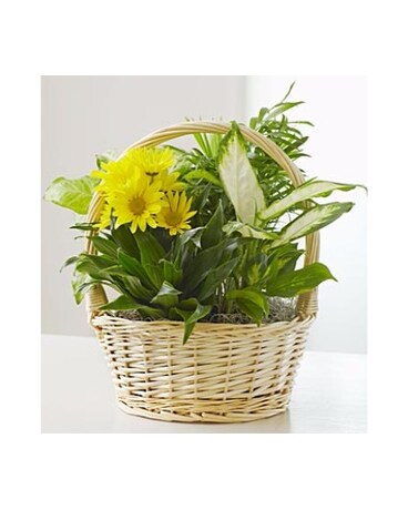 Dish Garden & Fresh Cut Flowers - Small MF4214S