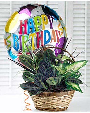 Birthday Dish Garden - #MFB06