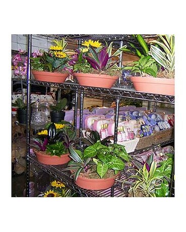 Inside our Shop 005