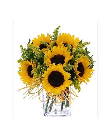SUNFLOWERS OF HYANNIS