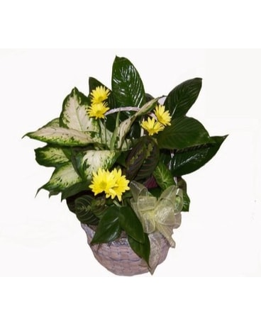 Basket Dish Garden - Large