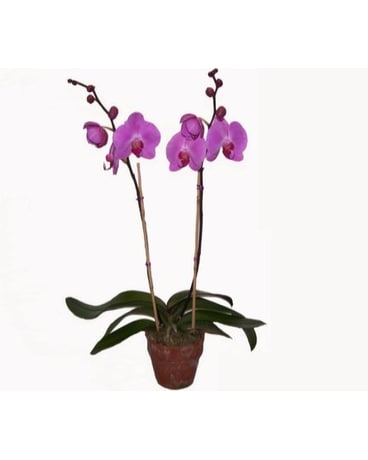 Orchid Plant