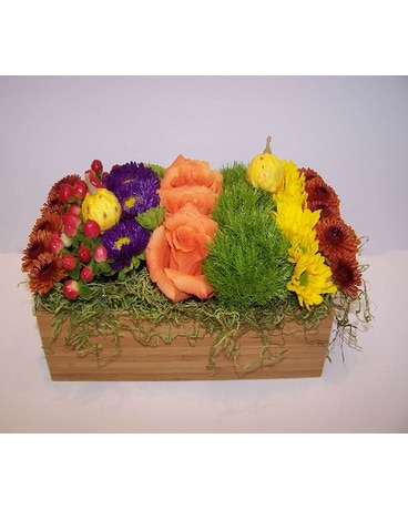 Harvest Rainbow