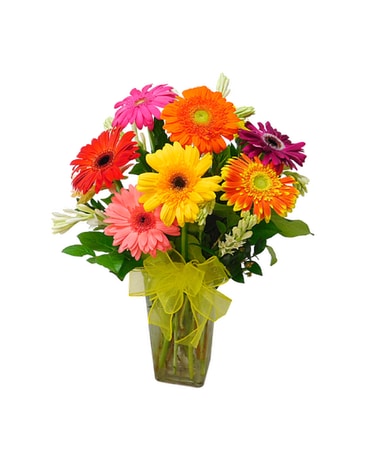 Gerbera Daisy Special