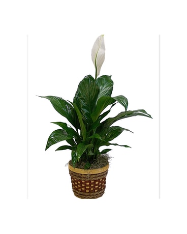 Spathiphyllum Plant