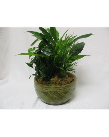 Dish Garden- Large