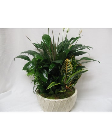 Dish Garden Grand
