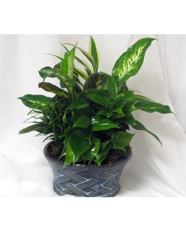 Dish garden-medium