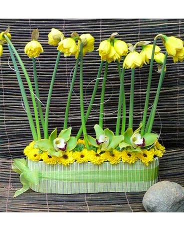Daffodils