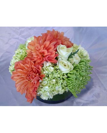 Dahlia Dream